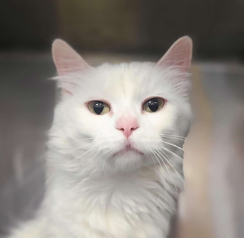 Picture of the Animal Listed