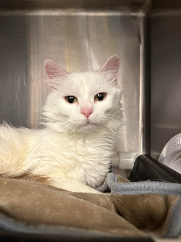 Picture of the Animal Listed