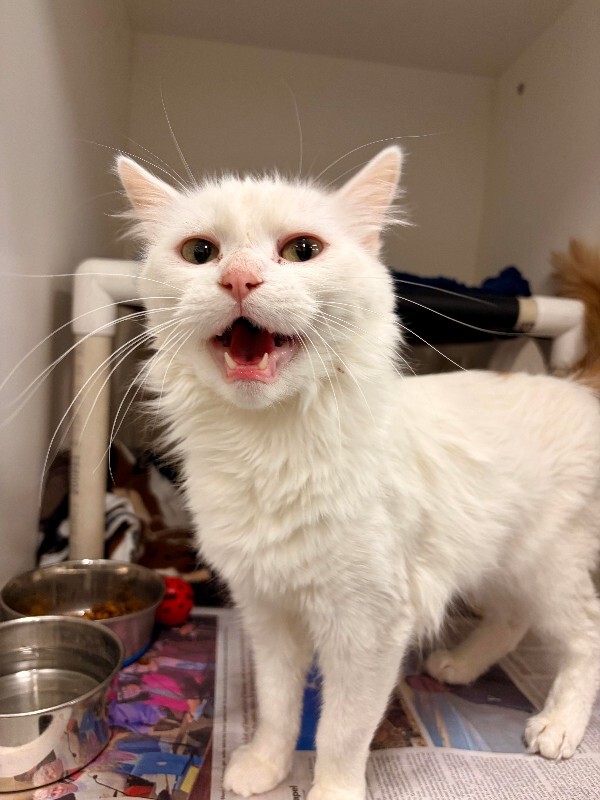 Picture of the Animal Listed