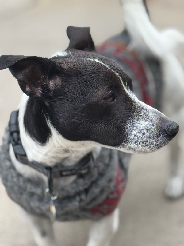 Picture of the Animal Listed