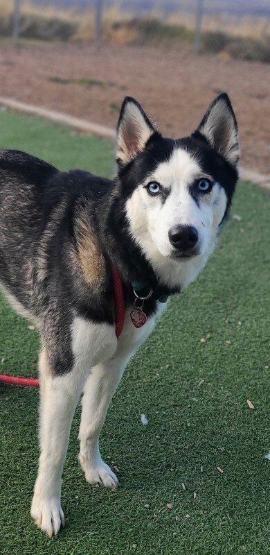 Picture of the Animal Listed