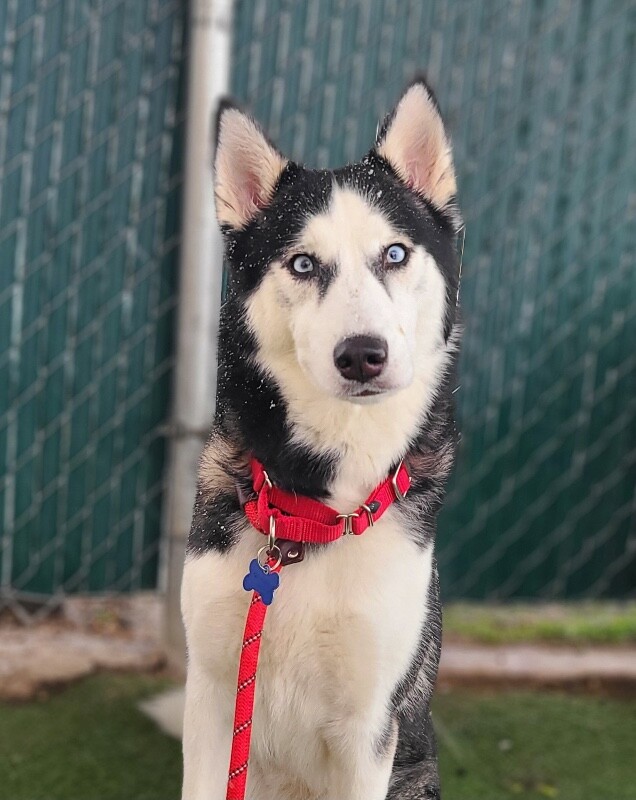 Picture of the Animal Listed