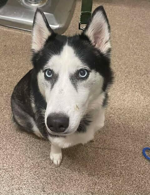 Picture of the Animal Listed