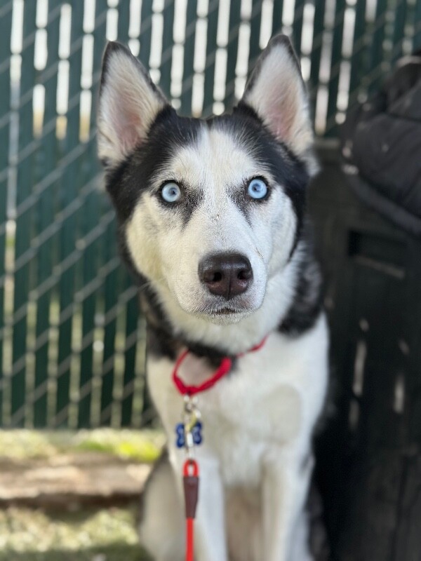 Picture of the Animal Listed