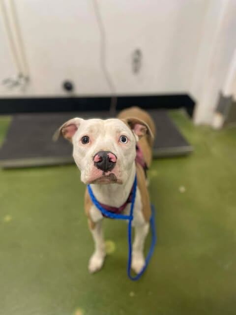 Picture of the Animal Listed