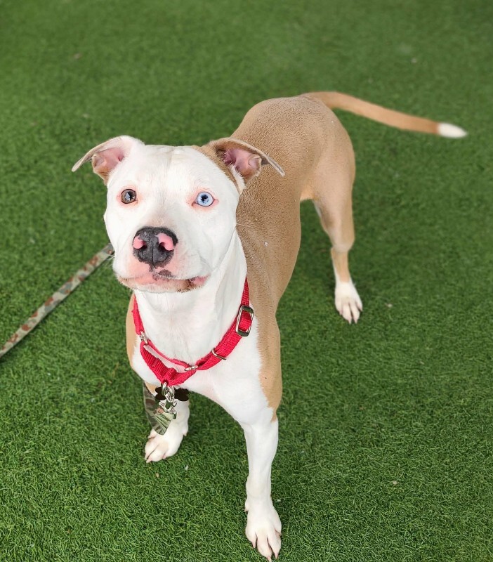 Picture of the Animal Listed