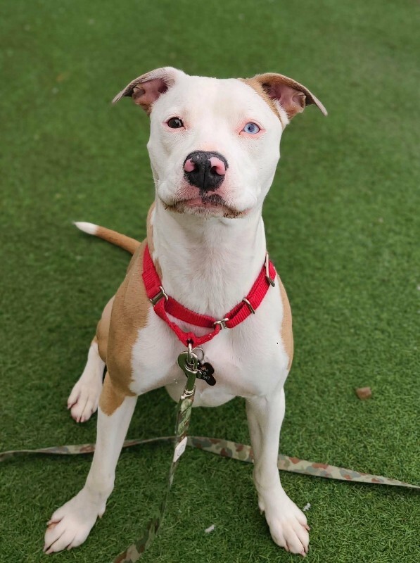 Picture of the Animal Listed