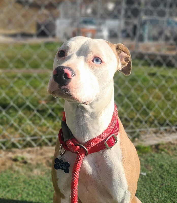 Picture of the Animal Listed