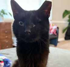 Picture of the Animal Listed