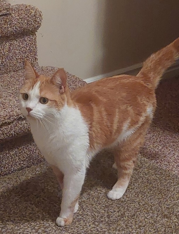 Picture of the Animal Listed