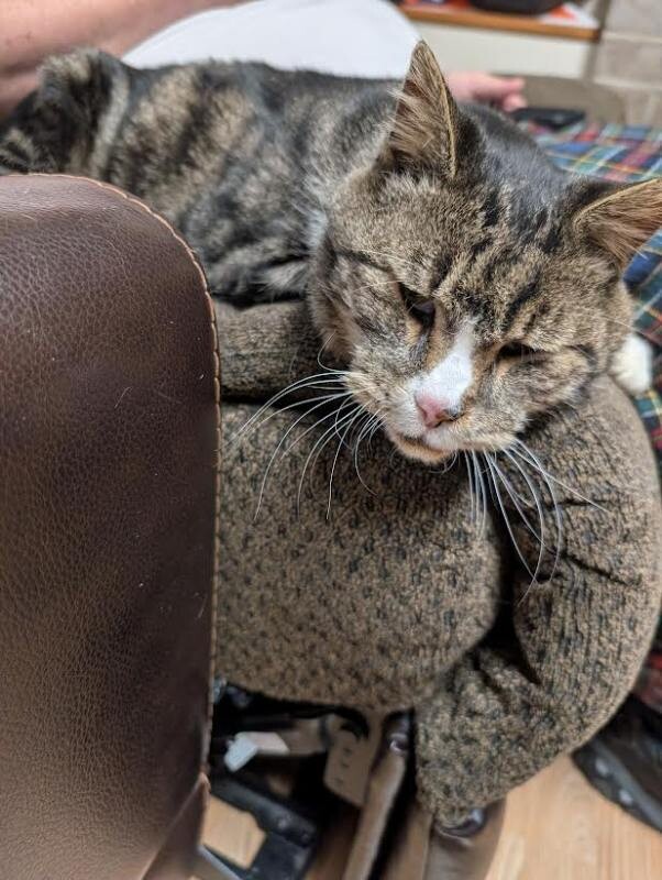 Picture of the Animal Listed