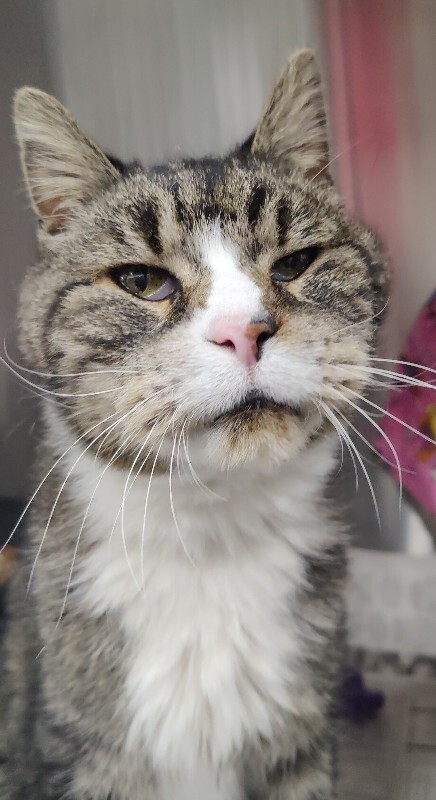 Picture of the Animal Listed