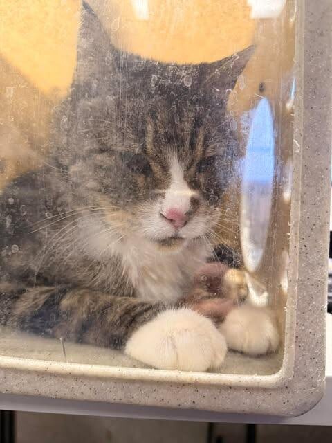 Picture of the Animal Listed