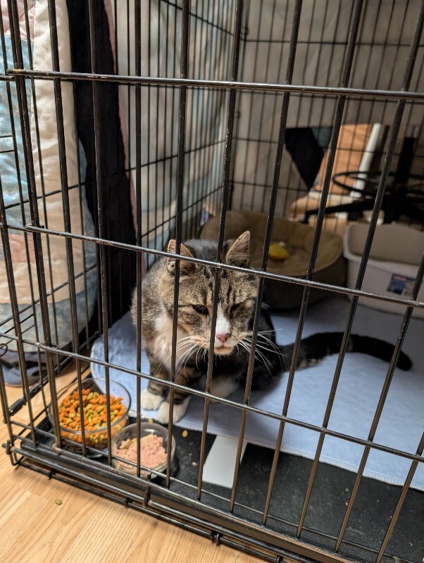 Picture of the Animal Listed