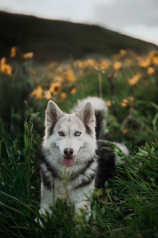 Picture of the Animal Listed