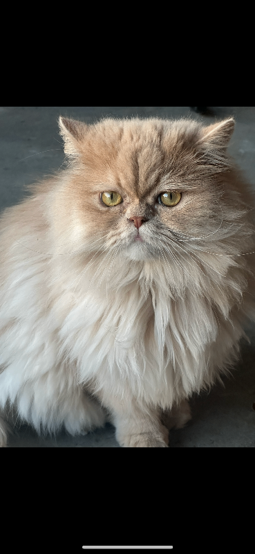 Picture of the Animal Listed