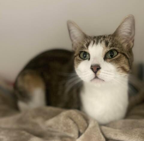 Picture of the Animal Listed