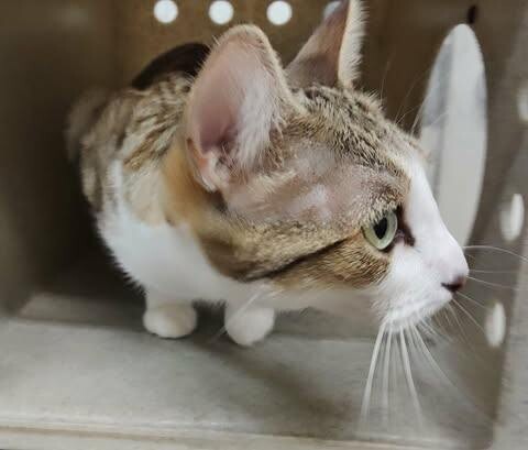 Picture of the Animal Listed