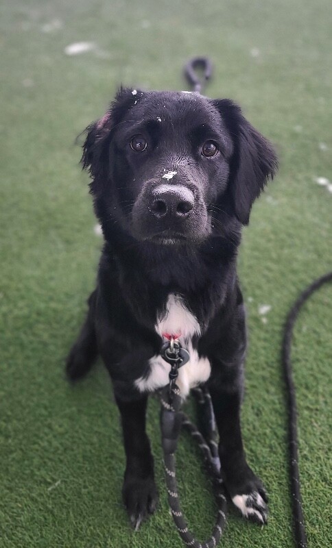 Picture of the Animal Listed