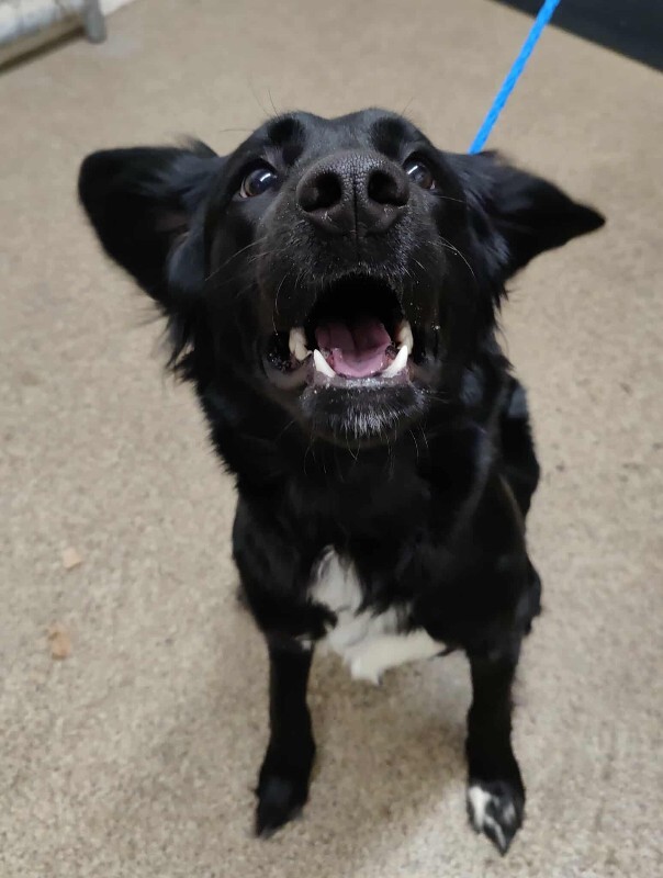 Picture of the Animal Listed