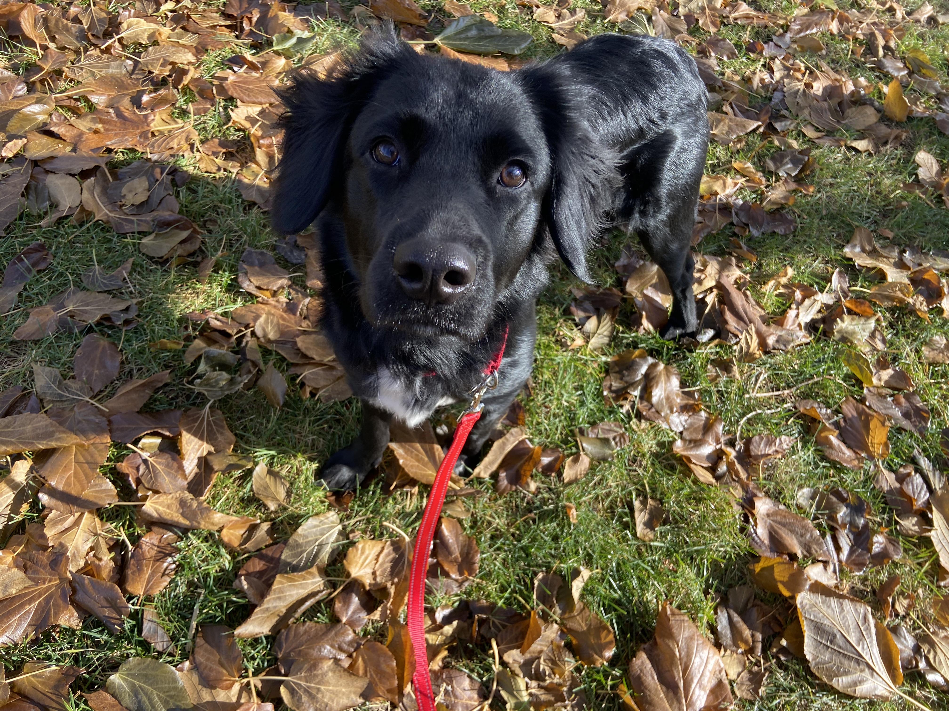 Picture of the Animal Listed