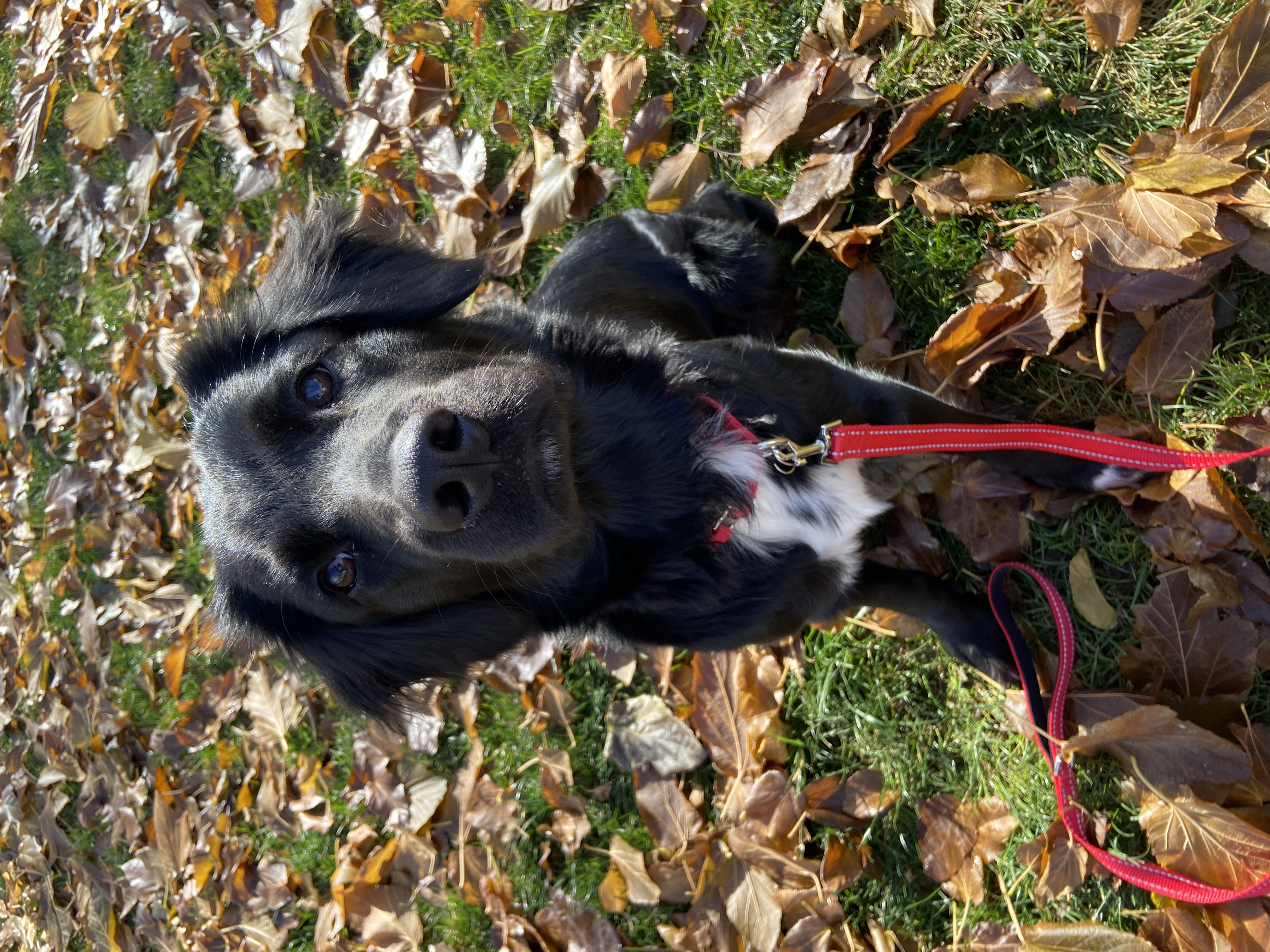 Picture of the Animal Listed