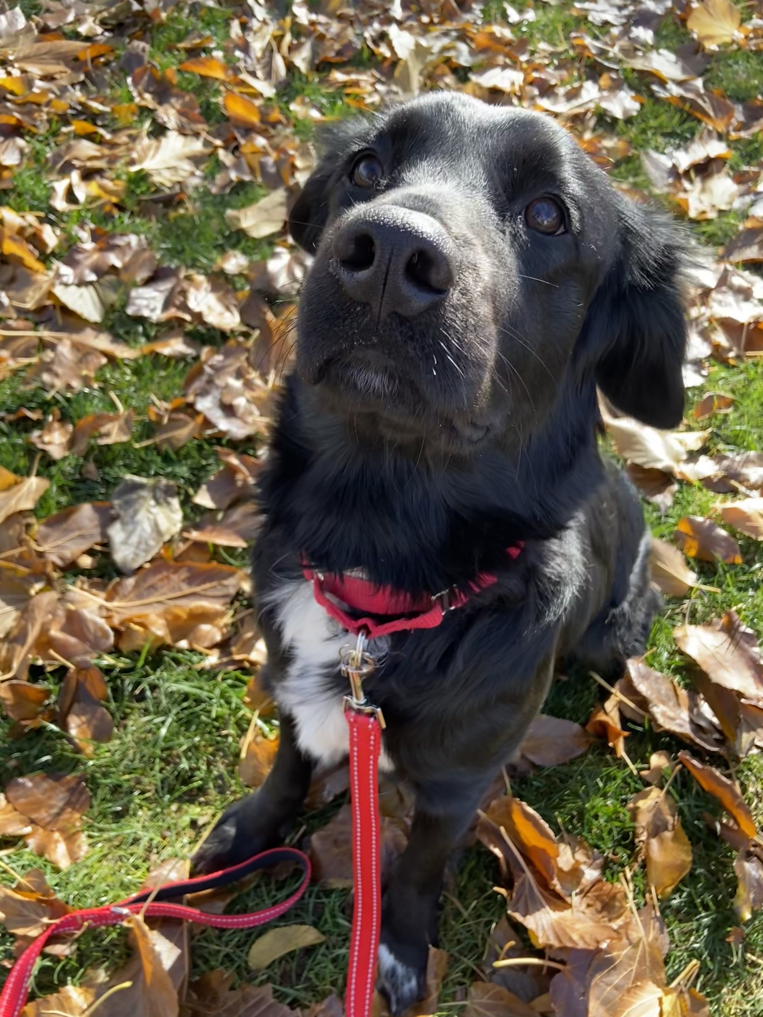 Picture of the Animal Listed