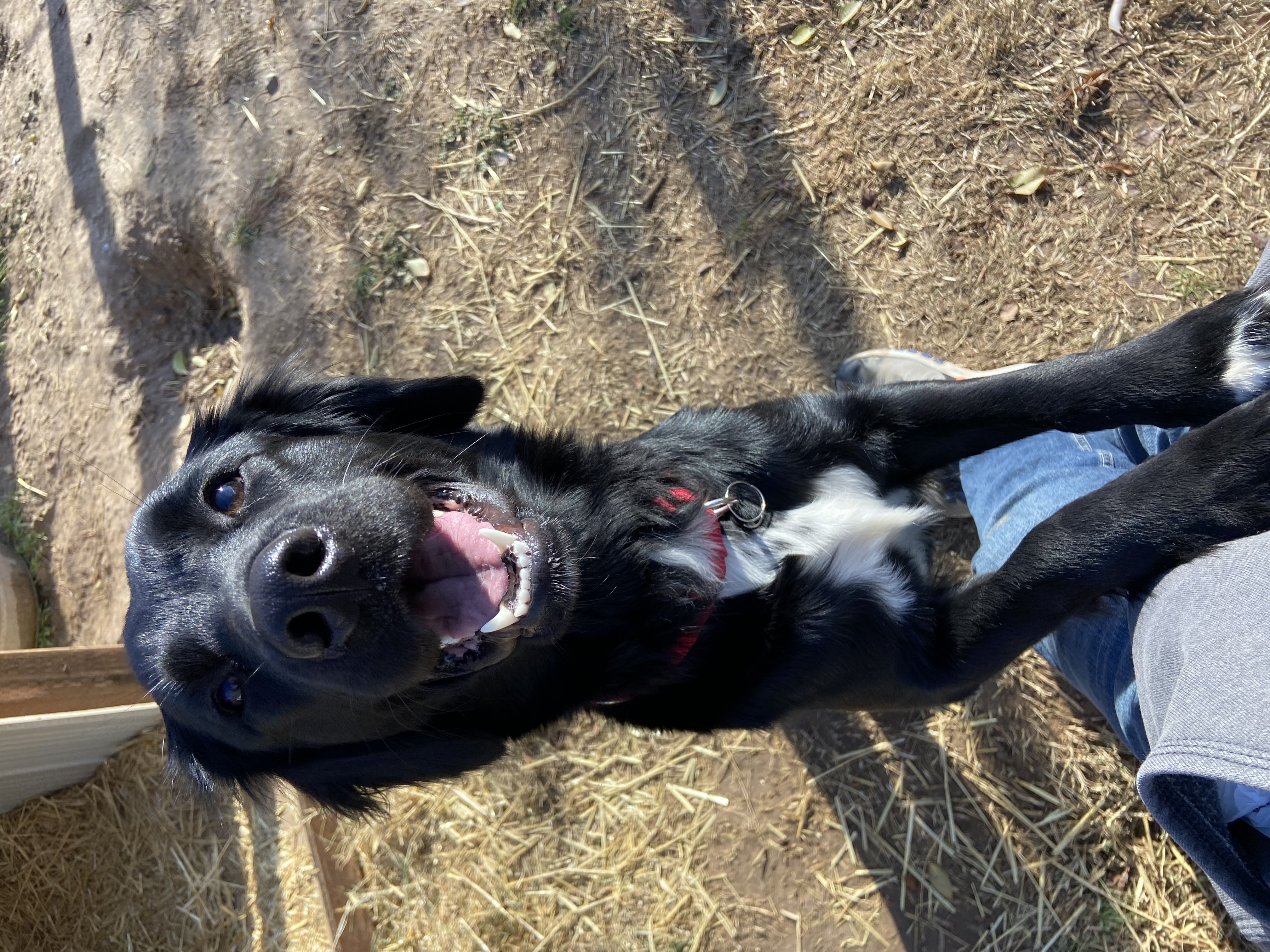 Picture of the Animal Listed