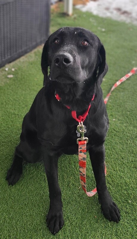 Picture of the Animal Listed