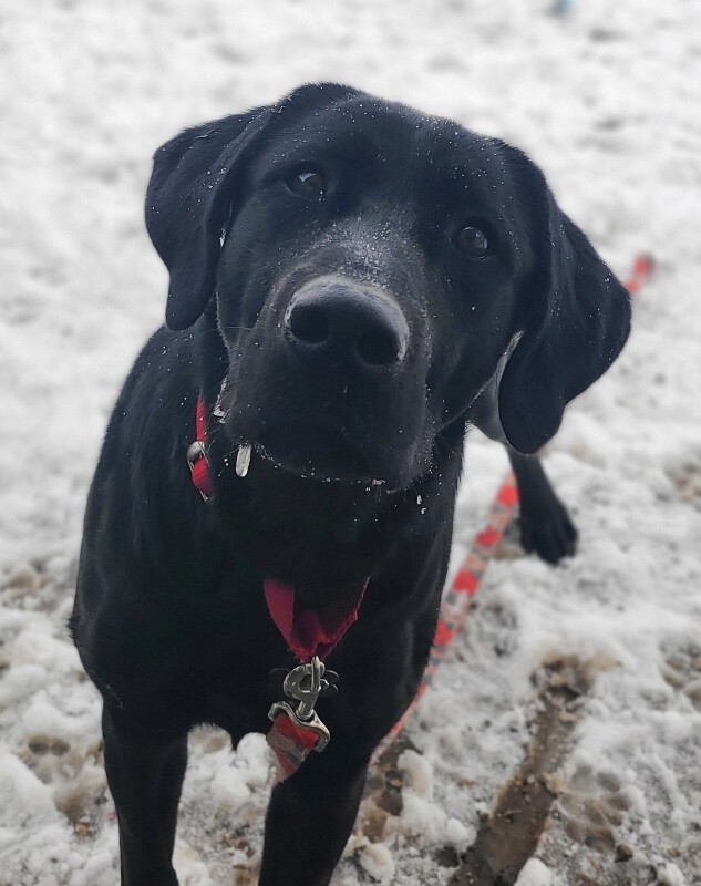 Picture of the Animal Listed