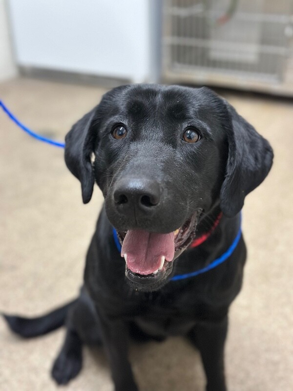 Picture of the Animal Listed