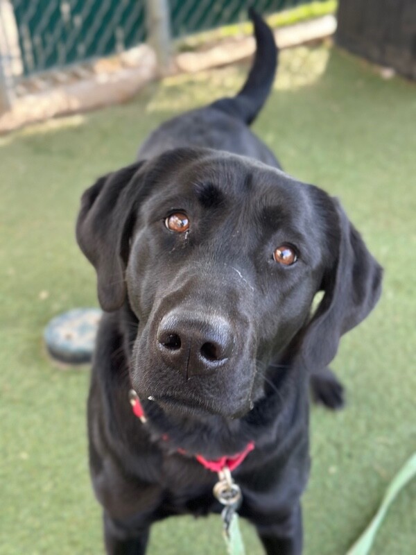 Picture of the Animal Listed