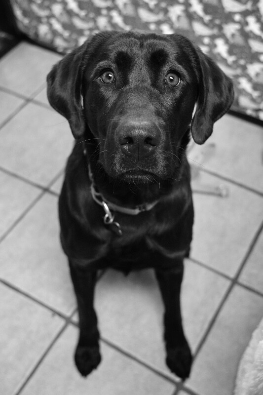 Picture of the Animal Listed