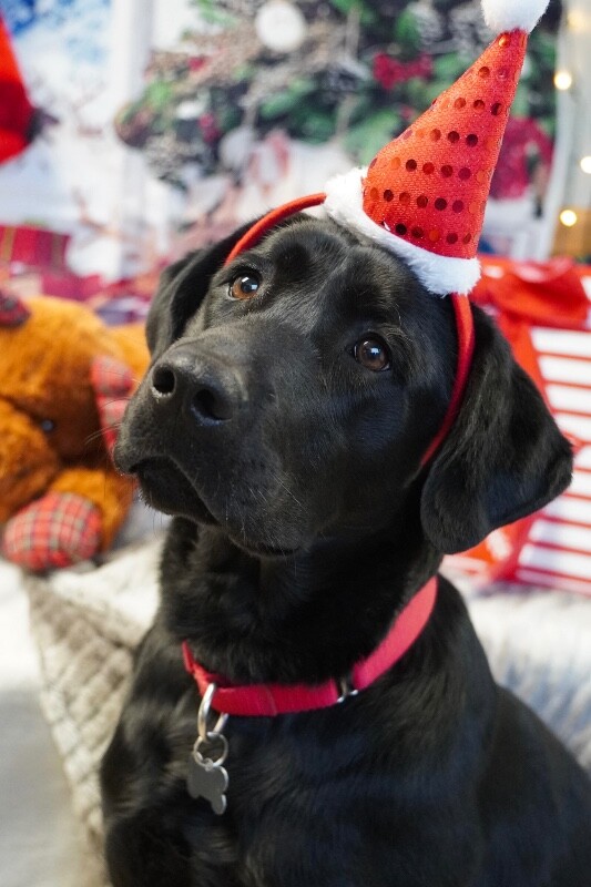 Picture of the Animal Listed