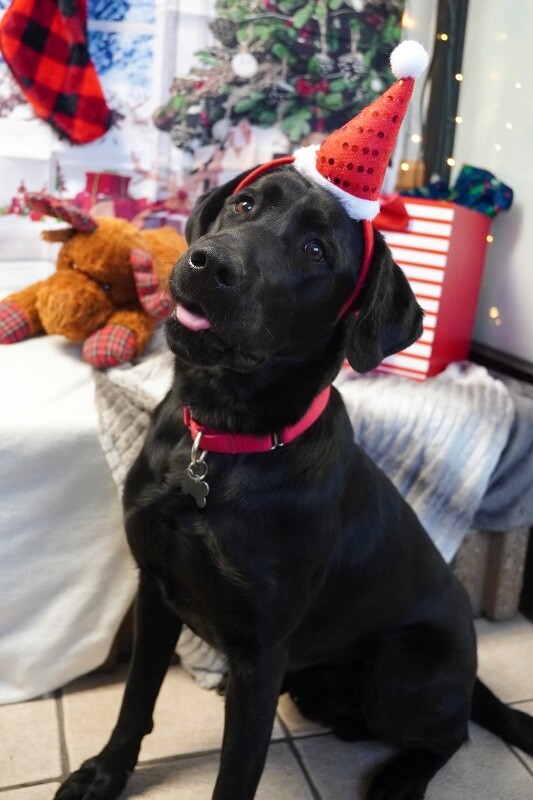 Picture of the Animal Listed