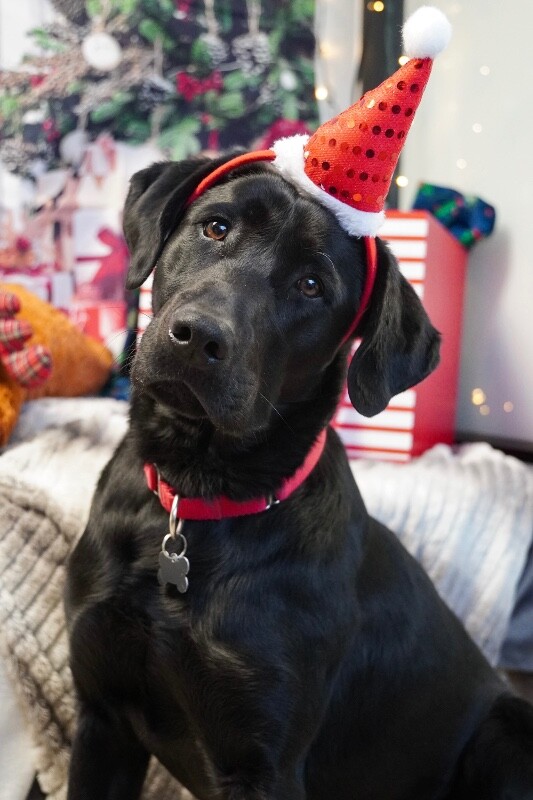 Picture of the Animal Listed