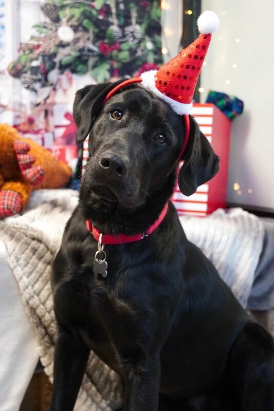 Picture of the Animal Listed