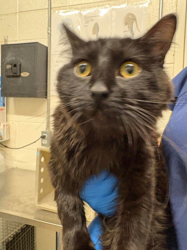 Picture of the Animal Listed