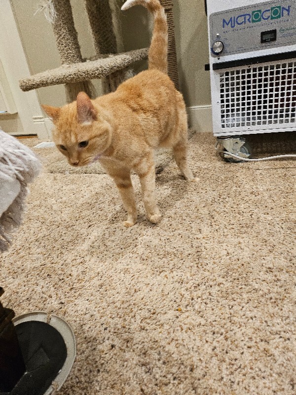 Picture of the Animal Listed