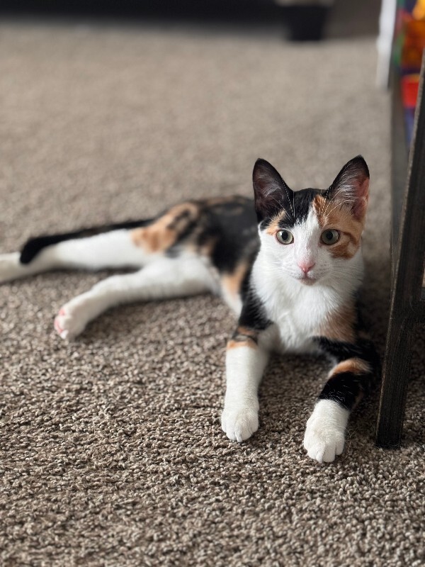 Picture of the Animal Listed