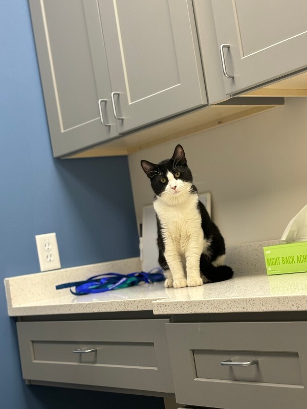 Picture of the Animal Listed