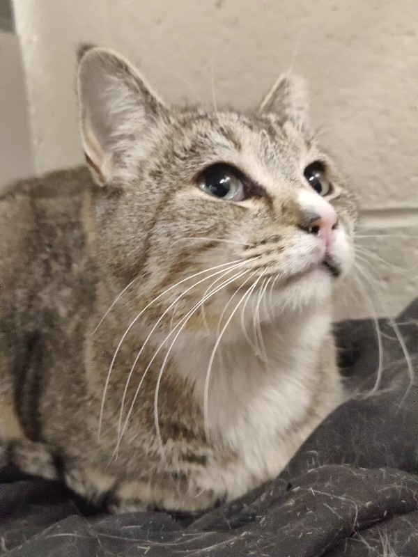 Picture of the Animal Listed