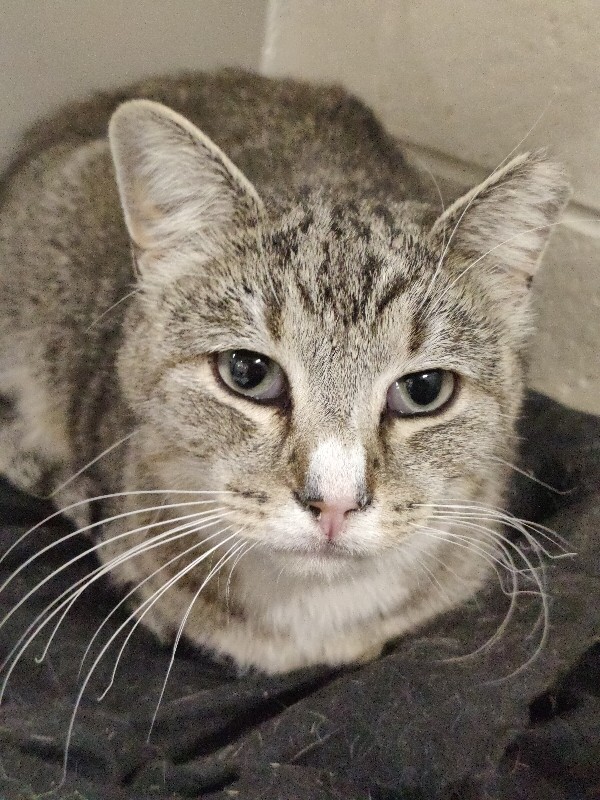 Picture of the Animal Listed