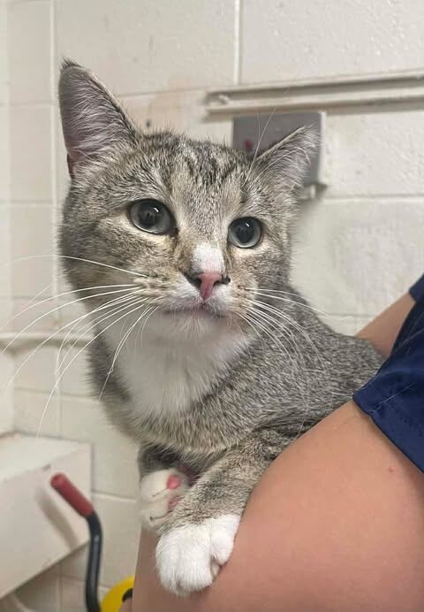 Picture of the Animal Listed