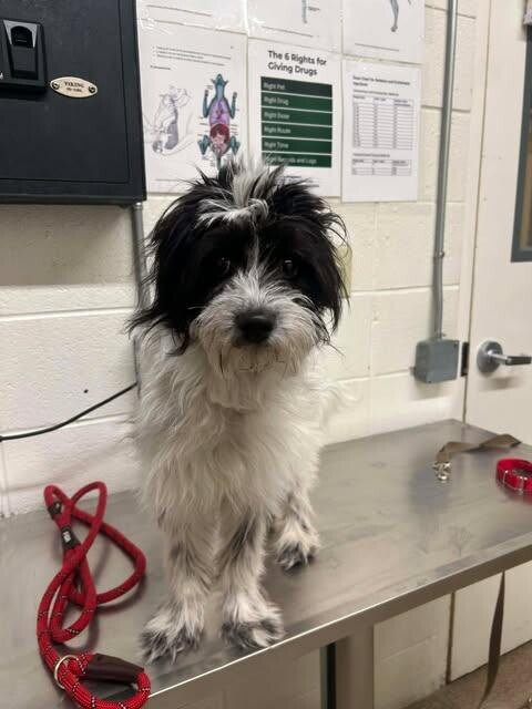 Picture of the Animal Listed