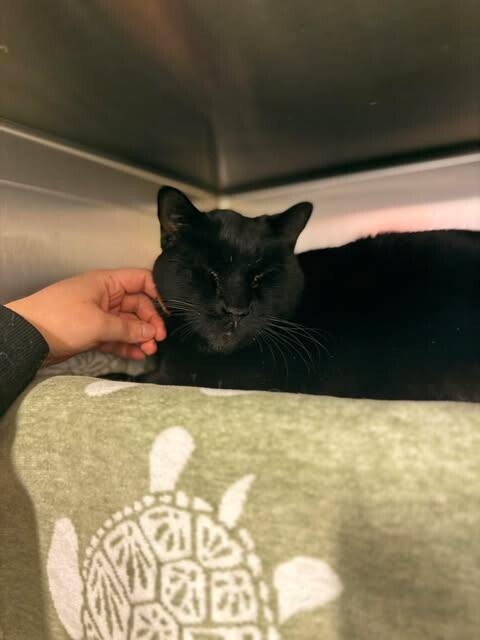 Picture of the Animal Listed