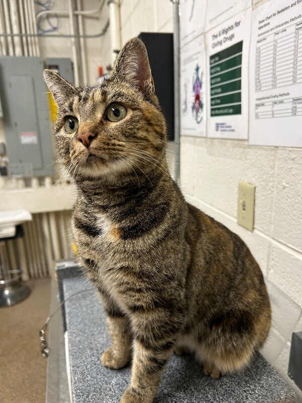 Picture of the Animal Listed