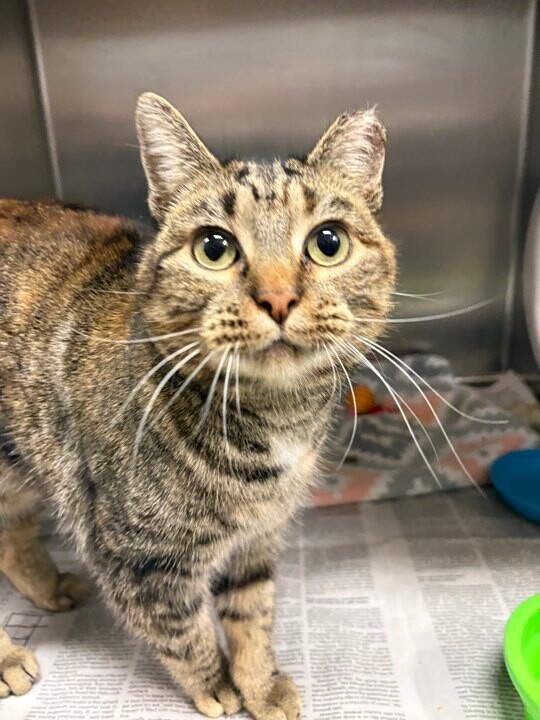 Picture of the Animal Listed