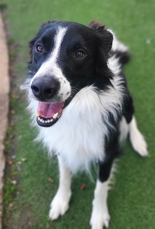 Picture of the Animal Listed