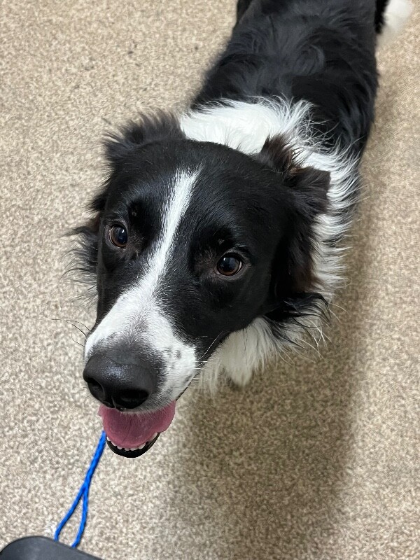 Picture of the Animal Listed